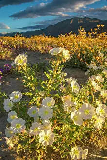 Verbena: USA, California, Anza Borrego Desert State Park. Blooming