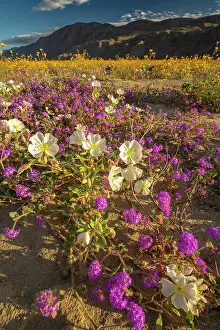 Verbena: USA, California, Anza Borrego Desert State Park. Blooming