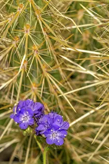 Spine: USA, California, Anza Borrego Desert State Park. Phacelia