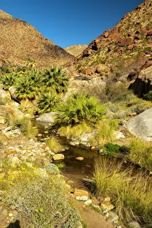 Cathy And Gordon Illg: USA, California, Anza Borrego Desert State Park. Palm trees