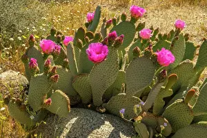 Cathy And Gordon Illg: USA, California, Anza Borrego Desert State Park. Blooming