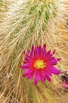 Cathy And Gordon Illg: USA, California, Anza Borrego Desert State Park. Beavertail