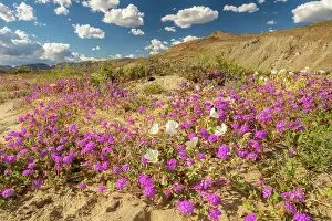 Verbena: USA, California, Anza Borrego Desert State Park. Blooming