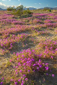 Verbena: USA, California, Anza Borrego Desert State Park. Blooming