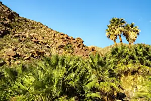 Hillside: USA, California, Anza Borrego Desert State Park. Palm trees