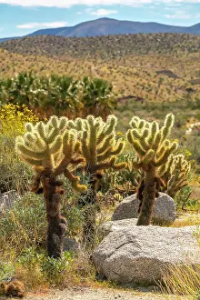 Brittlebush: USA, California, Anza Borrego Desert State Park. Cholla