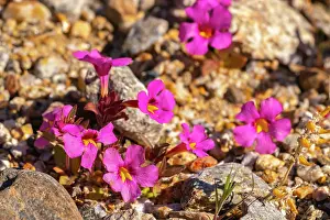 Colorado: USA, California, Anza Borrego Desert State Park. Bigelow's