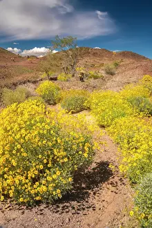 Brittlebush: USA, California. Blooming brittlebush and Chocolate