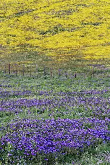 Hillside: USA, California, Carrizo Plain National Monument