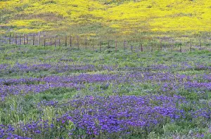 Hillside: USA, California, Carrizo Plain National Monument