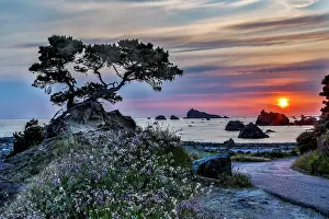 Crescent: USA, California, Crescent City, Monterey Cypress