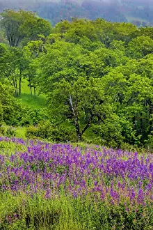 Silky: USA, California, Crescent City, Redwoods National