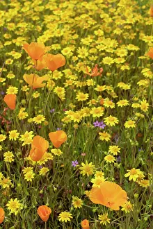 Marigold: USA, California, Diamond Valley State Park. Mix