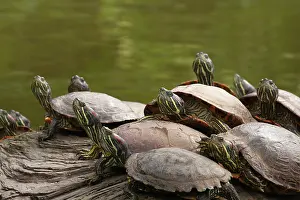 Turtle: USA, California, Golden Gate Park. Group of red-eared slider