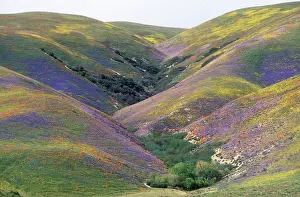 Lupins: USA California - Hillside covered with California