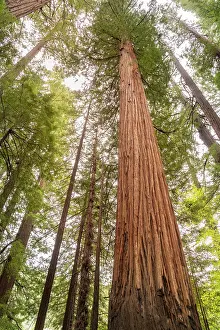 Grove: USA, California, Humboldt Redwoods State Park. Looking