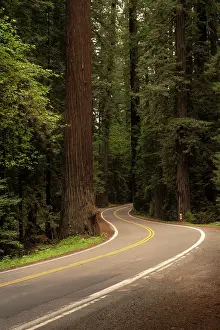 Avenue: USA, California, Humboldt Redwoods State Park. Avenue