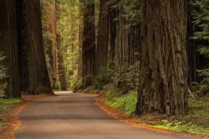 Redwood: USA, California, Humboldt Redwoods State Park. Road
