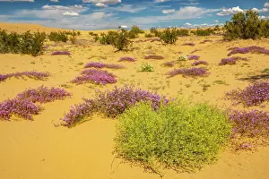 Verbena: USA, California, Imperial Sand Dunes Recreation Area
