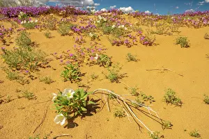 Verbena: USA, California, Imperial Sand Dunes Recreation Area