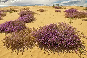 Verbena: USA, California, Imperial Sand Dunes Recreation Area
