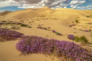Verbena: USA, California, Imperial Sand Dunes Recreation Area