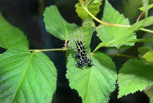 Ranitomeya: USA, California, Long Beach Aquarium. Captive variable