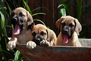 Trust: USA, California. Three Mastiff puppies in