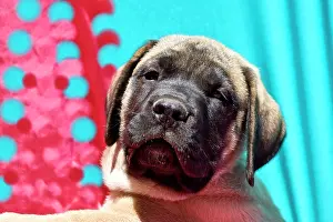 Trust: USA, California. Mastiff puppy looking at