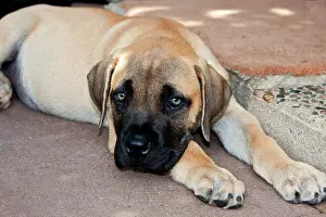 Trust: USA, California. Mastiff puppy lying on
