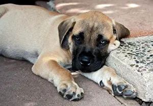 Trust: USA, California. Mastiff puppy lying on