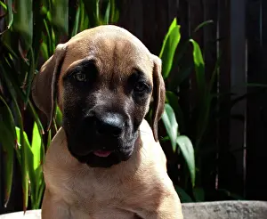 Trust: USA, California. Mastiff puppy portrait