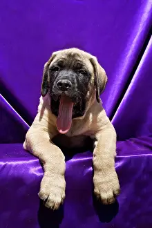 Zandria: USA, California. Mastiff puppy in purple