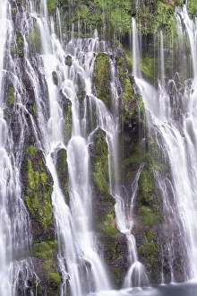 Fern: USA, California, McArthur-Burney Falls State Park