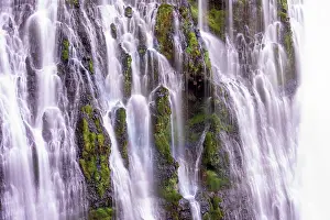 Fern: USA, California, McArthur-Burney Falls State Park