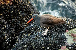 Oystercatcher: USA, California, Monterey. Black oystercatcher feeding