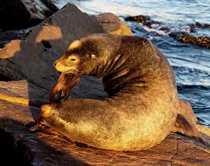Monterey: USA, California, Monterey. First light on sea lion