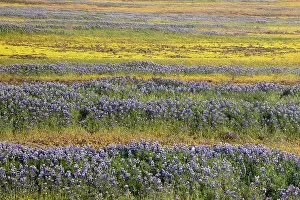 Lupine: USA, California, North Table Mountain. Field of wildflowers