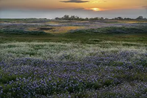 Lupine: USA, California, North Table Mountain. Sunset on