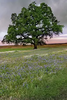 Lupine: USA, California, North Table Mountain. Sunset on