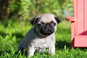 Palms: USA, California. Pug puppy looking at you