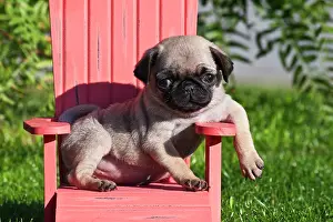 Palms: USA, California. Pug puppy slouching on