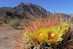 Diego: USA, California, San Diego County. Blooming