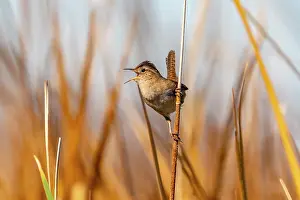 Singing: USA, California, Sonny Bono National Wildlife Refuge. Marsh