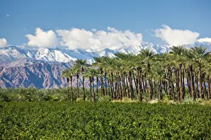 Thermal: USA, California, Thermal. Palm grove and