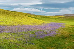 Hillside: USA, California. Wildflowers cover hillsides. @ Don