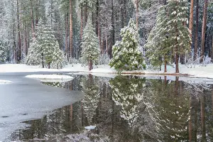 Grall: USA, California, Yosemite National Park. Forest