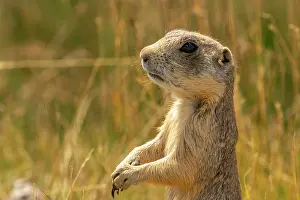 Colorado: USA, Colorado, Arapaho National Wildlife Refuge