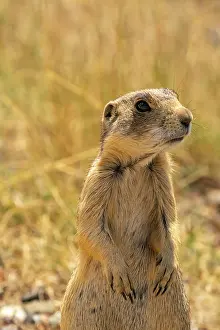 Colorado: USA, Colorado, Arapaho National Wildlife Refuge