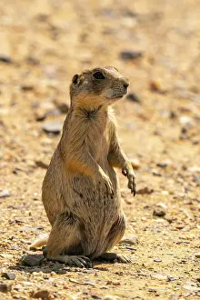 Colorado: USA, Colorado, Arapaho National Wildlife Refuge